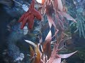 Boston aquarium - sea horse