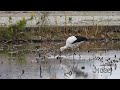 鳴門コウノトリ 2026/10/23 撮影 成長記録 徳島県鳴門市