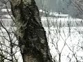 Lot labedzia
