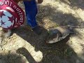 pesca de ejemplares cachama joeyblanco 673hotmail com