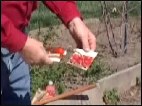 how to replant elephant garlic