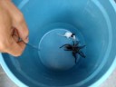 Lasiodora win