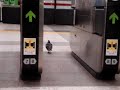 ???????-The PIGEON, sneak into the station- ???????-The PIGEON, sneak into the station-
