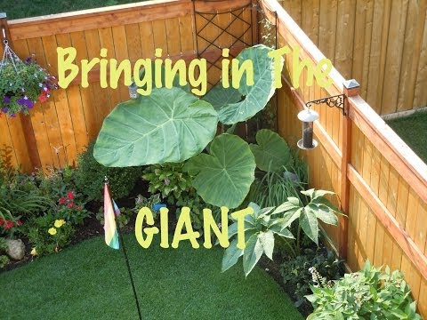 gigantea - It's that time of year again. It's always a sad time to bring the big plants inside. It would be so nice if they could grow all year round outside here. They...