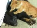 Sexy blonde massaging a fat black man