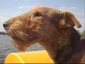 Airedale