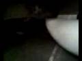 Jaguatirica assasina!!!