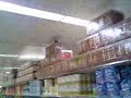 A pigeon in Sainsburys