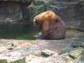Grizzly Entertainer