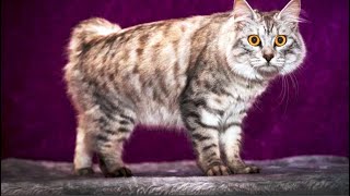 INTERESTING FACTS ABOUT CYMRIC CAT