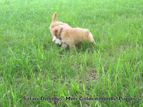 goldendoodle puppies california. Puppies are F1 Goldendoodles.