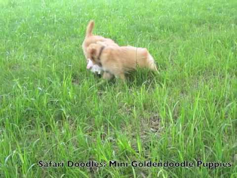 Puppies are F1 Goldendoodles. goldendoodle puppies california. Puppies are F1 Goldendoodles.