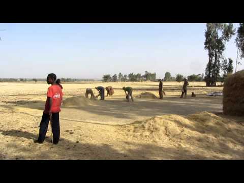 how to harvest teff grain