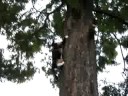 Poes klimt uit boom