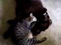 ADULT Kitty Nursing on Really big DOG