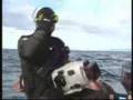 Tauchen mit Riesenhaien - Diving with basking sharks