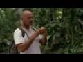 videos de Lost (goblin)