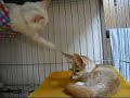 Kitten that doesn\ Kitten that doesn\