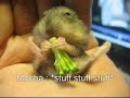 Moncha and his First brocoli