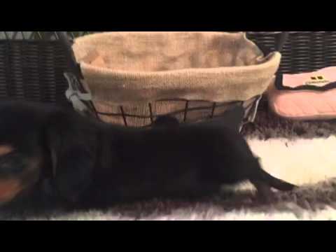 ADORABLE LONG HAIR DACHSHUND MINI MALE