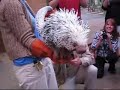 Prehensile-tailed porcupine