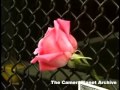 CU on missing person pictures. Rose in fene. People...