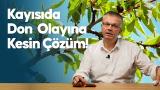 Prof Dr İbrahim GEZER -  Kayısıda Don Olayına 