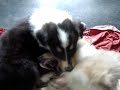 chiots colley chiots colley