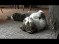 ごろつく猫柳の動画です http://tinyurl.com/nnwmap