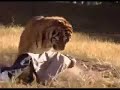 From the award-winning, National Geographic documentary Hunter Hunted. Big Cat Trainer Randy Miller allows his 600lbs male Siberian Tiger called Shere khan to unleash his powers on a dummy to see what a predator like a Tiger can do to a human being. The results is shocking, even a captive born Siberian Tiger show so much power and becomes so possessive over a human dummy and this can be related back to the Sundarban's maneating Tigers and their behavior. Visit Randy Miller's Predators in ...