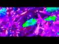 Psycodelic Bugs