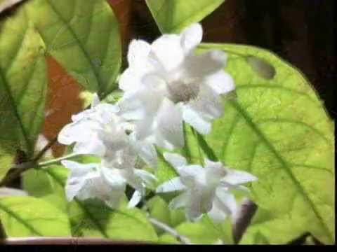 how to grow wrightia religiosa