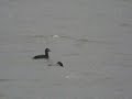 Grote Zee-eend Bouxweerd Grote Zee-eend Bouxweerd