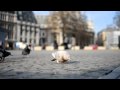 Pidgeons