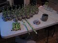 ירוק בעיר מציג-איך להכין סידור לאקי במבוק