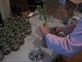 ירוק בעיר מציג-איך להכין סידור לאקי במבוקwww.greencity.co.il
