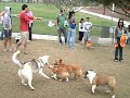 Corgi Meet Up Halloween Video - La Jolla 2007 Pt2 Corgi Meet Up Halloween Video - La Jolla 2007 Pt2