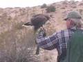 falconry