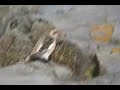 Snow Buntings - Plectrophenax nivalis Snow Buntings - Plectrophenax nivalis