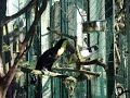 Ruskonokkakaani...Zoo Korkeasaari