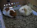 Guinea pig standoff