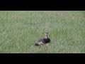 Birds Birds