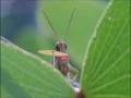 videos de Christmas song with animals