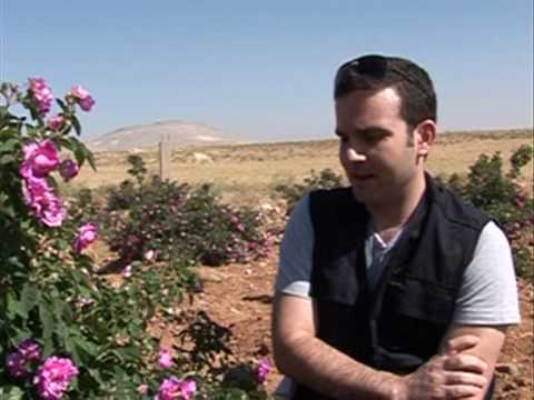 how to grow osiria roses