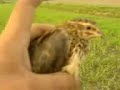 Labrador Pup (gundog) Upland Bird Hunting Training Pakistan