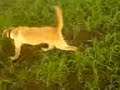 Labrador Pup (gundog) Upland Bird Hunting Training Pakistan