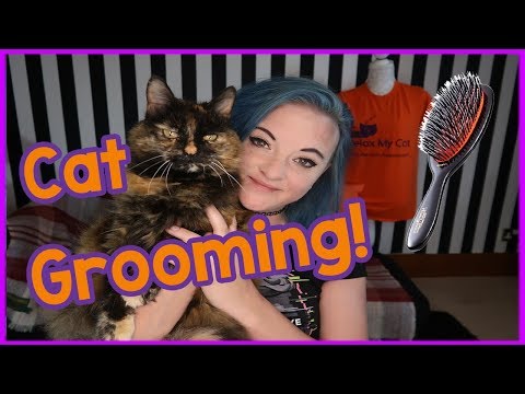 How to groom a long haired cat - Top tips for grooming a long-haired cat