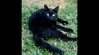 The black cat's eyes are shining //#shorts