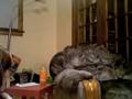 random day at lyss's