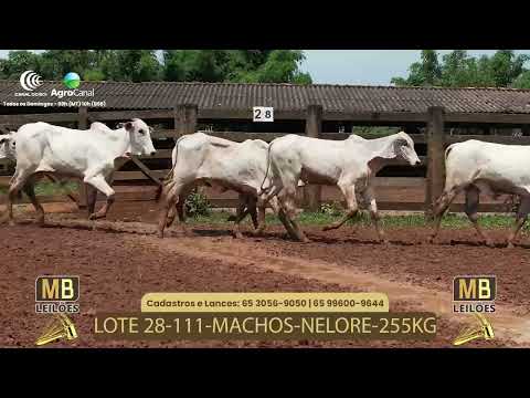 527� LEIL�O VIRTUAL MB LEIL�ES